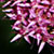 Sedum
